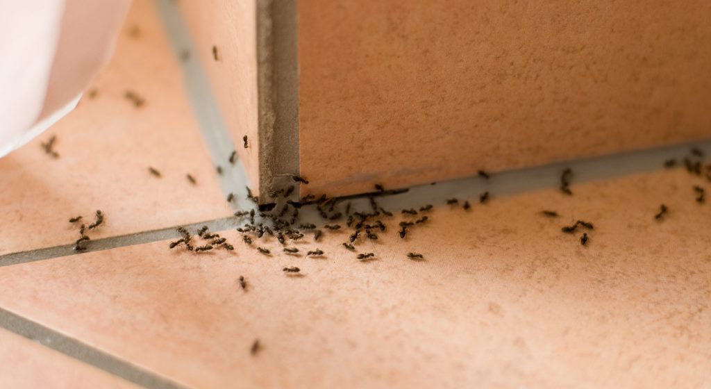 Ants
