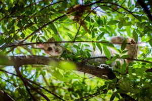 cat on a tree