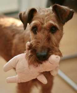 dog biting toy
