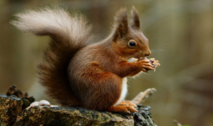 squirrel feeding 