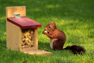 squirrels