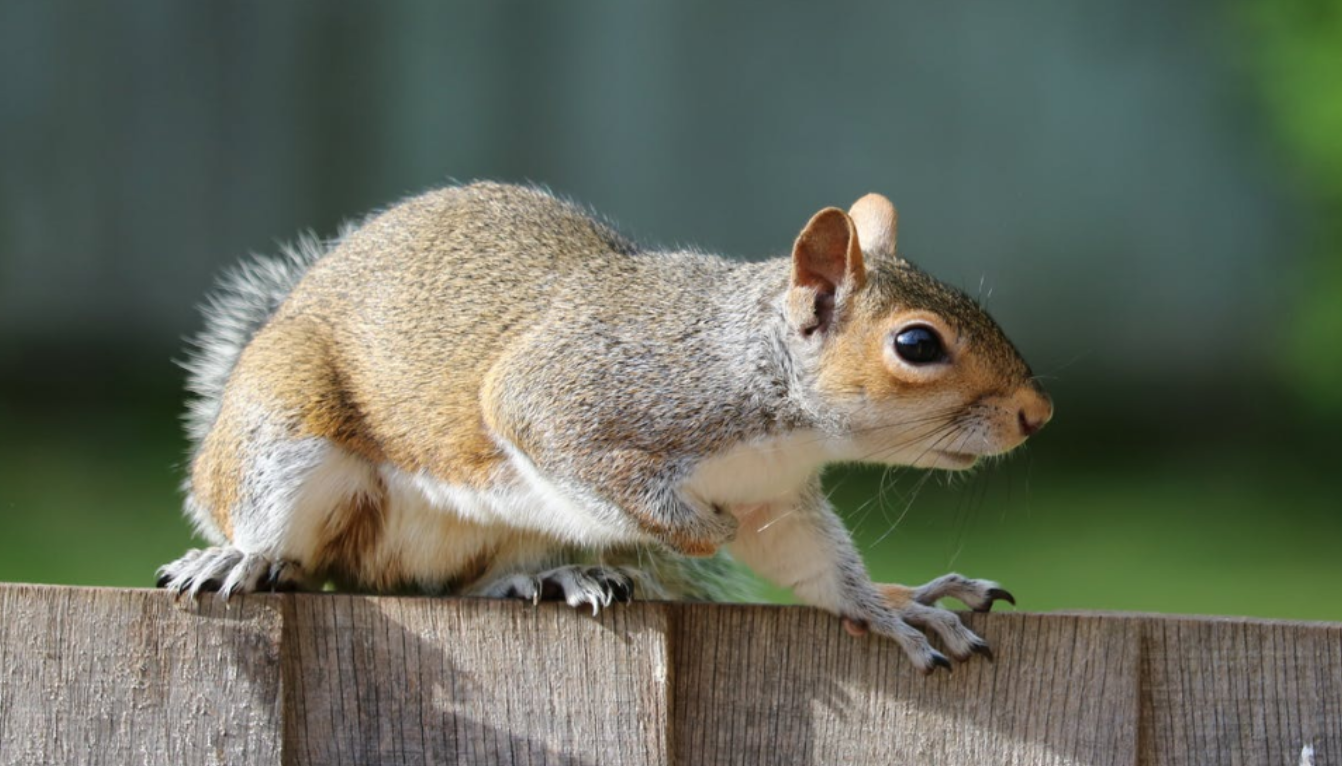 squirrel