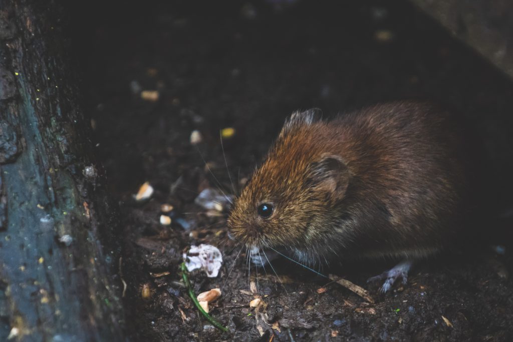 mouse